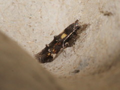 Mompha raschkiella