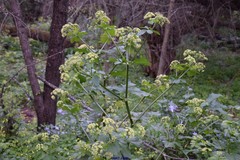 Levisticum officinale