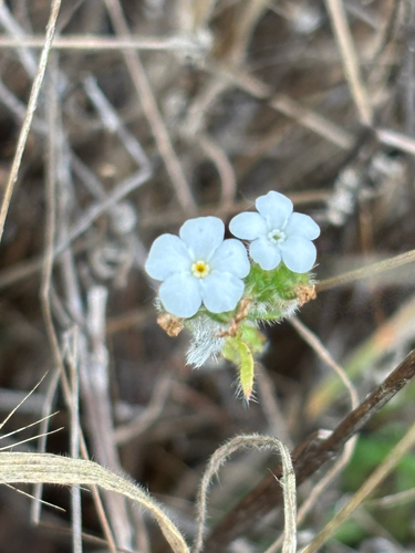 Plagiobothrys nothofulvus, photograph 1