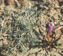 Astragalus subuliformis