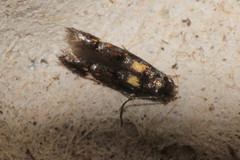 Mompha raschkiella