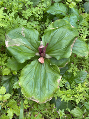 Trillium chloropetalum, photograph (c) avephill, some rights reserved (CC BY)