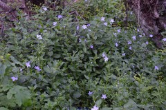Vinca difformis