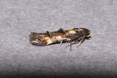 Mompha raschkiella