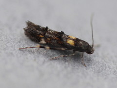 Mompha raschkiella