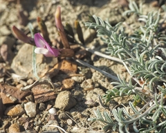 Astragalus subuliformis