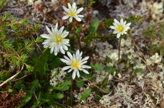 Taraxacum arcticum