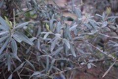 Olea europaea europaea