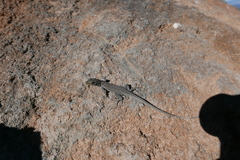 Gallotia galloti galloti