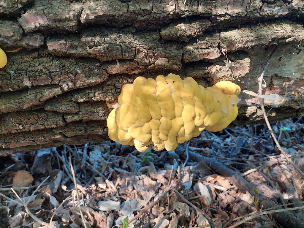 Laetiporus sulphureus · May 2026 · photo: © viktorstrenada (iNaturalist, cc-by)