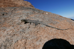 Gallotia galloti galloti