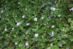 Vinca difformis