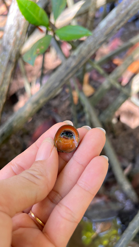 Neritina violacea observed 2026-05-07