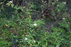 Spiraea cantoniensis
