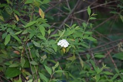 Spiraea cantoniensis