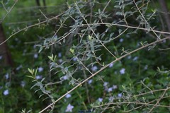 Olea europaea europaea