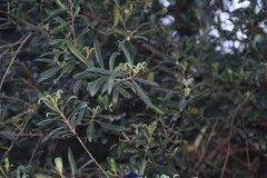 Olea europaea europaea