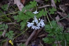 Allium neapolitanum