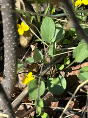 Viola vallicola, photograph author not stated, no rights reserved