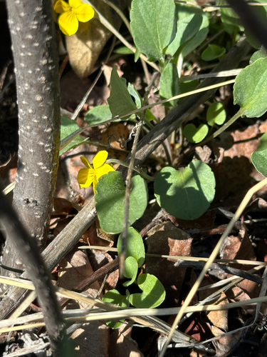 Viola vallicola, photograph 6