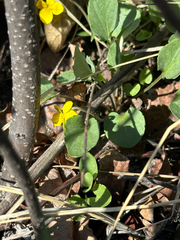 Viola vallicola, photograph author not stated, no rights reserved