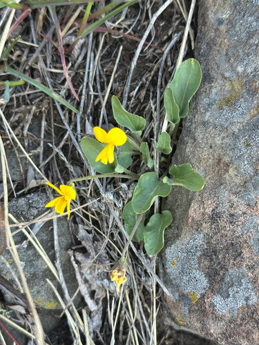 Viola vallicola, photograph 4