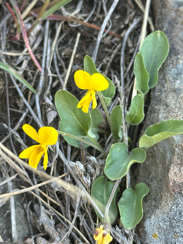 Viola vallicola, photograph 3