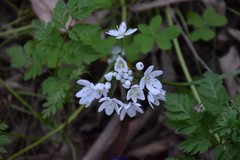 Allium neapolitanum