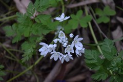 Allium neapolitanum