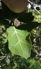 Quercus agrifolia agrifolia