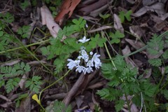 Allium neapolitanum