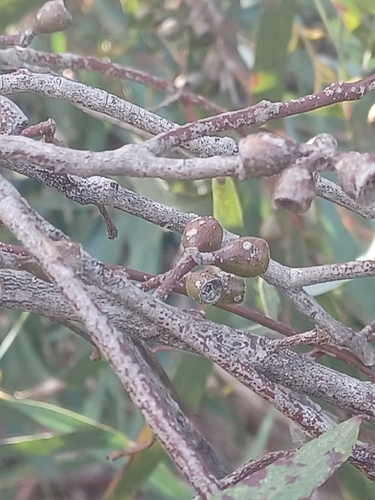 Eucalyptus odorata, 2026-05-07