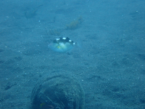 Abalistes stellatus observed 2026-05-07