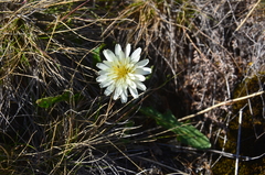 Taraxacum arcticum