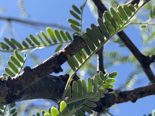Mesquite Girdler