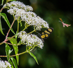 Methona themisto