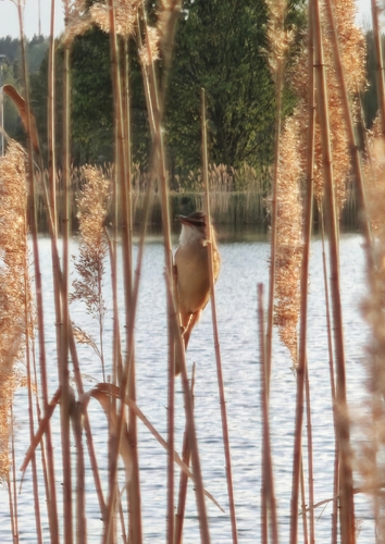 Great Reed Warbler