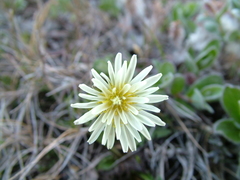 Taraxacum arcticum