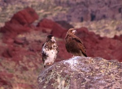 Daptrius albogularis