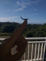 Atractocerus brevicornis