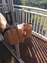 Atractocerus brevicornis