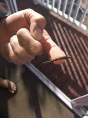 Atractocerus brevicornis