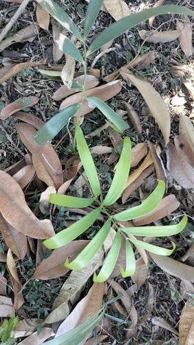 Zamia loddigesii, photograph 3