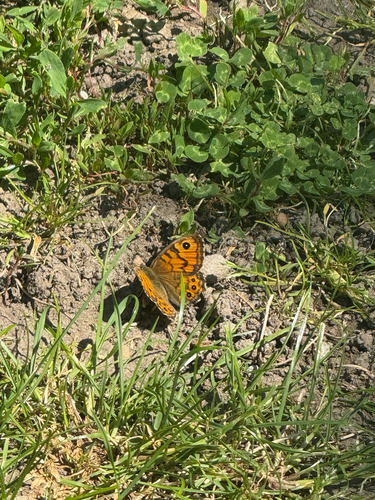 Wall Brown