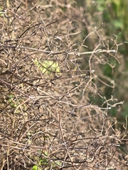 Clematis quadribracteolata, photograph author not stated, no rights reserved
