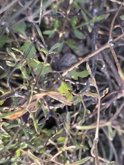 Clematis marata