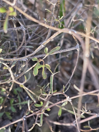 Clematis marata, photograph 3