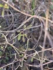 Clematis marata, photograph author not stated, no rights reserved