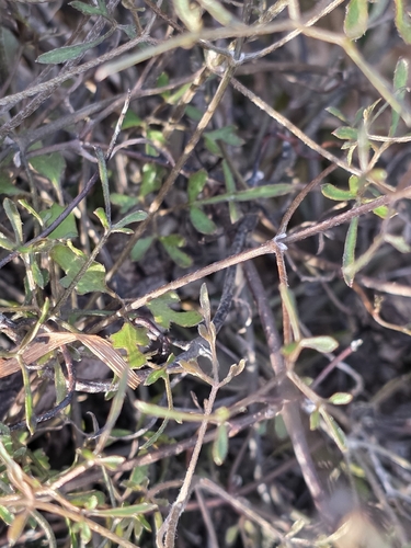 Clematis marata, photograph 4