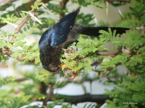 Abyssinian Scimitarbill